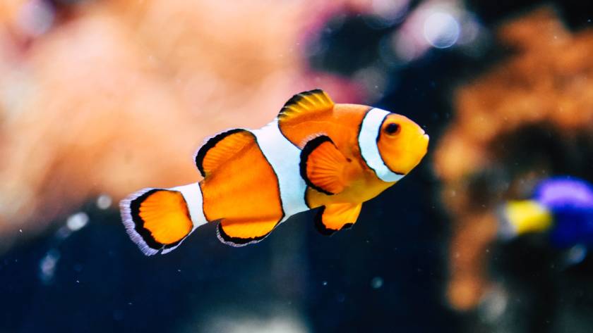 Clownfish